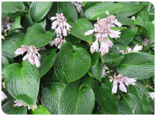 Hosta Bulbo,Tolerantes Al FríO Y A La Sombra,Plantas En Macetas,Hosta Rara,BalcóN,Cobertura Del Suelo,Cuatro Estaciones-6bulbos-B