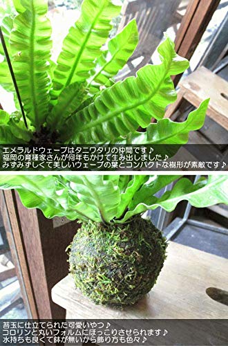Amazon｜アスプレニウム エメラルドウェーブ 苔玉仕立て ワイヤー吊り
