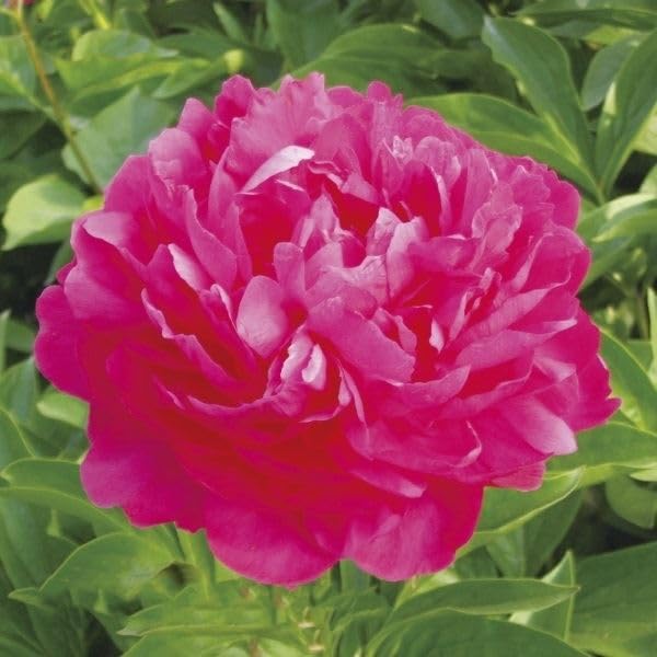 Amazon.co.jp: 芍薬 苗 大富貴 1株 / しゃくやく シャクヤク 芍薬の苗 