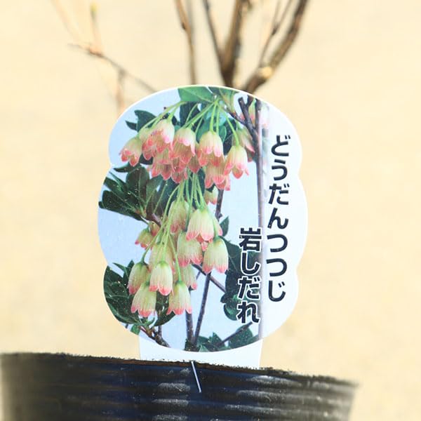 Amazon.co.jp: 庭木・植木 ドウダンツツジ（満天星ツツジ）樹高30