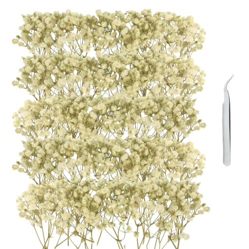 GZGXKJ 100 Gypsophila Paniculata Preservada Blanca Flores Secas Naturales