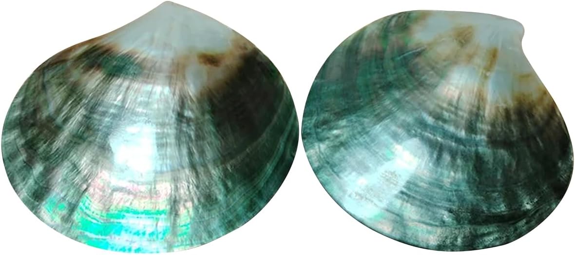 2PCS Polished Natural Shells, 8-9cm Craft Shell for DIY Beach Wedding Party Home Decoration, Natural