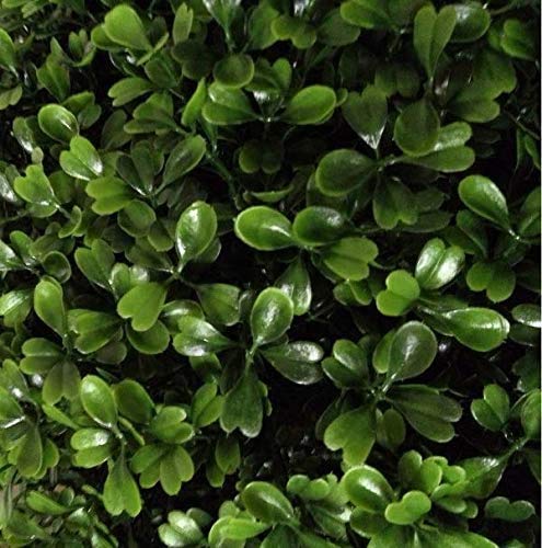 image for Silk Tree Warehouse Company Inc Two 4 Foot Artificial Boxwood Spiral T