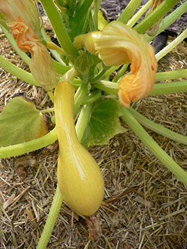 100 Yellow Crookneck Summer Squash- Easy-to-grow,Heirloom (Open Pollinated) bush