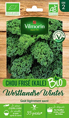 Vilmorin - Chou frisé West Winter Bio - pour Les récoltes d'hiver Jusqu'au Printemps - Semences Issues d'une Culture Conforme aux règles de l'agriculture Biologique - Facile à cultiver