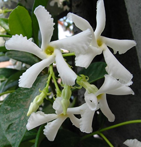 Falso Gelsomino "Rhyncospermum jasminoides" 3 piante in vaso 9x9 cm con canna h 100 cm Vivaio di Castelletto