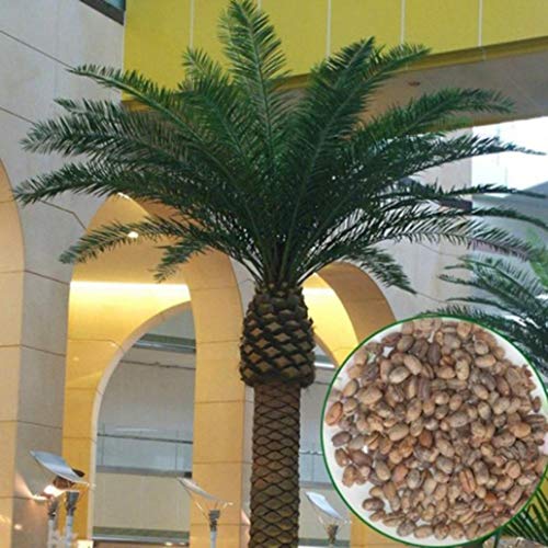 lamta1k Delonix Regia Seeds,10Pcs Delonix Regia Tree Plant Seeds Garden Yard Street Field Outdoor Decor - 10pcs Delonix Regia Tree Seeds