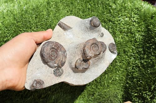 Image of Natural Platyclymenia & Gonitites & Orthoceras Plate ammonites Fossil Moroccan Fossil A115