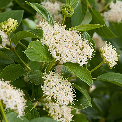 Cornejo 'Flaviramea' - Cornus sericea 'Flaviramea' -