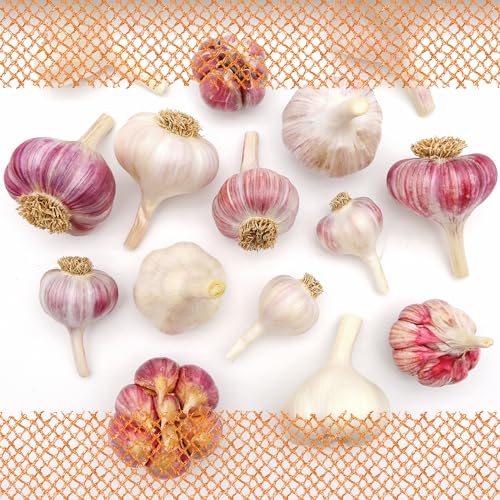 FLORTUS – Winterpflanzknoblauch Bunte Mischung 6 Knollen zertifiziertes Pflanzgut, keine Samen – Knollengröße 40-50 mm – winterhart, würzige Knoblauchmischung versch. Sorten