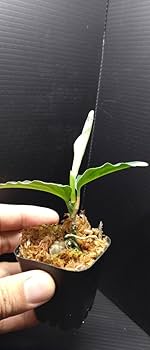 アグラオネマ ピクタム ラプラス Aglaonema Laplace Amazon.co.jp: アグラオネマ ピクタム ラプラス 箱 Aglaonema