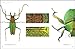 Pheromone: The Insect Artwork of Christopher Marley