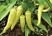 100 Sweet Banana Pepper Seeds