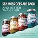 TrueSeaMoss Sea Moss Gel – Made in USA – Wildcrafted Seamoss, Fruits & Jarred Vegetables – Mango/Pineapple, Pack of 1 (Labels may Vary)