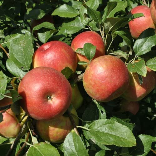 Generic Z1 Anna Apple Live Plant Original Variety Healthy Grafted