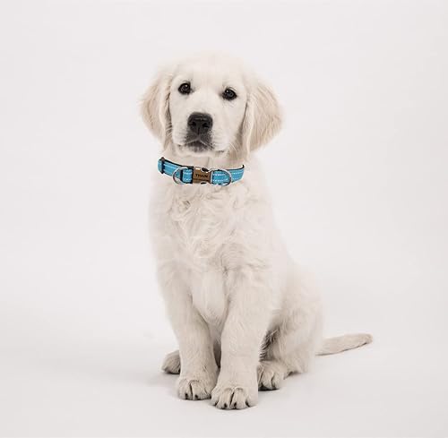 Miniatura 7 de THAIN Collar reflectante personalizado para perro con hebilla personalizada, collar de nailon suave para mascotas con nombre grabado, número de