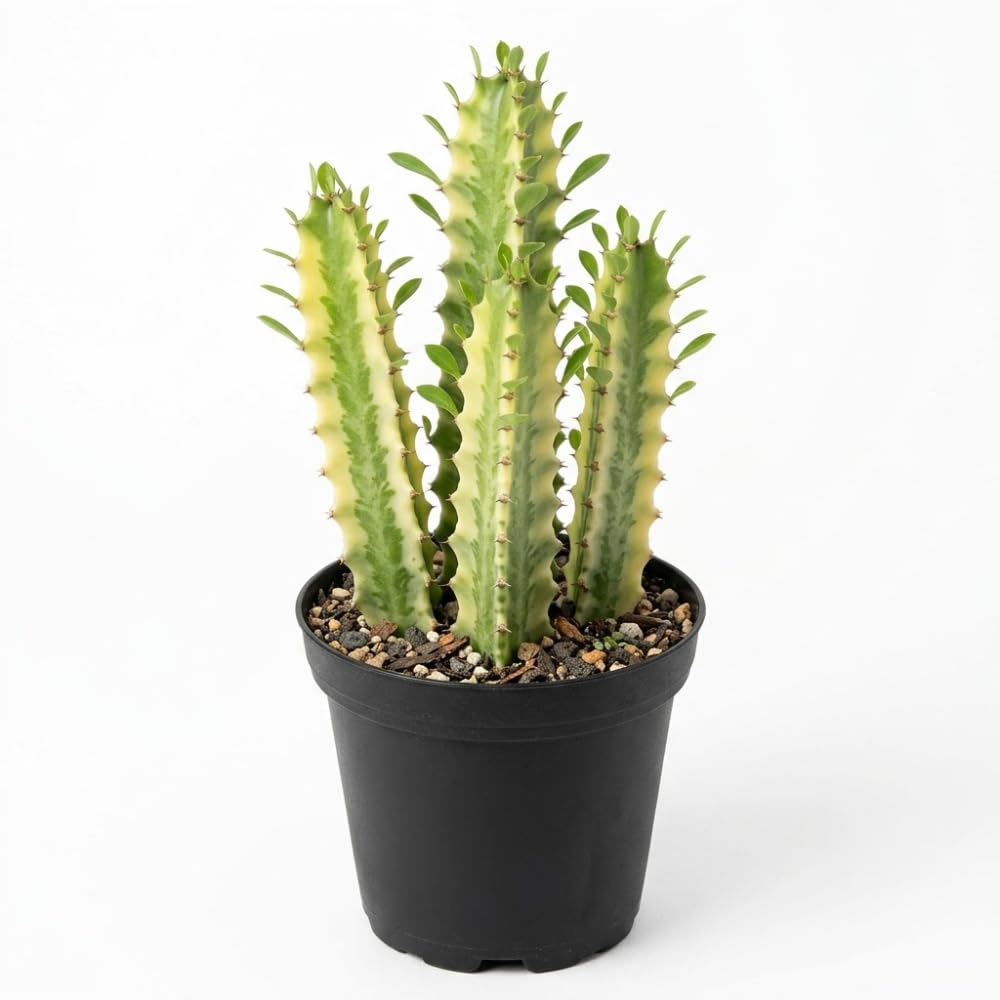 Variegated African Milk Tree, 3 Inch Pot, Robust Euphorbia Trigona Succulent with Teardro…