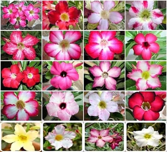 Udanta Seeds Obesum Adenium Plant Seeds Multicolor Pack of 10 Seeds (B0B2PYCX4X) Amazon Price History, Amazon Price Tracker