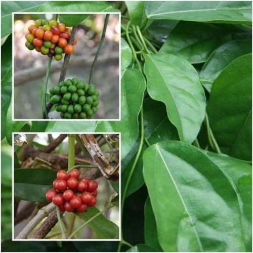 10 Seeds Yanang Tiliacora triandra Ya-Nang Rare Exotic Jello Plant From Thailand