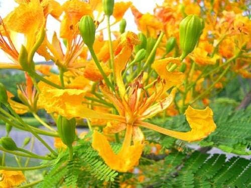 Semillas Suculentas - DELONIX REGIA Yellow FLAMBOYAN Royal Poinciana Rare Bonsai Tree Seed 20 Semillas