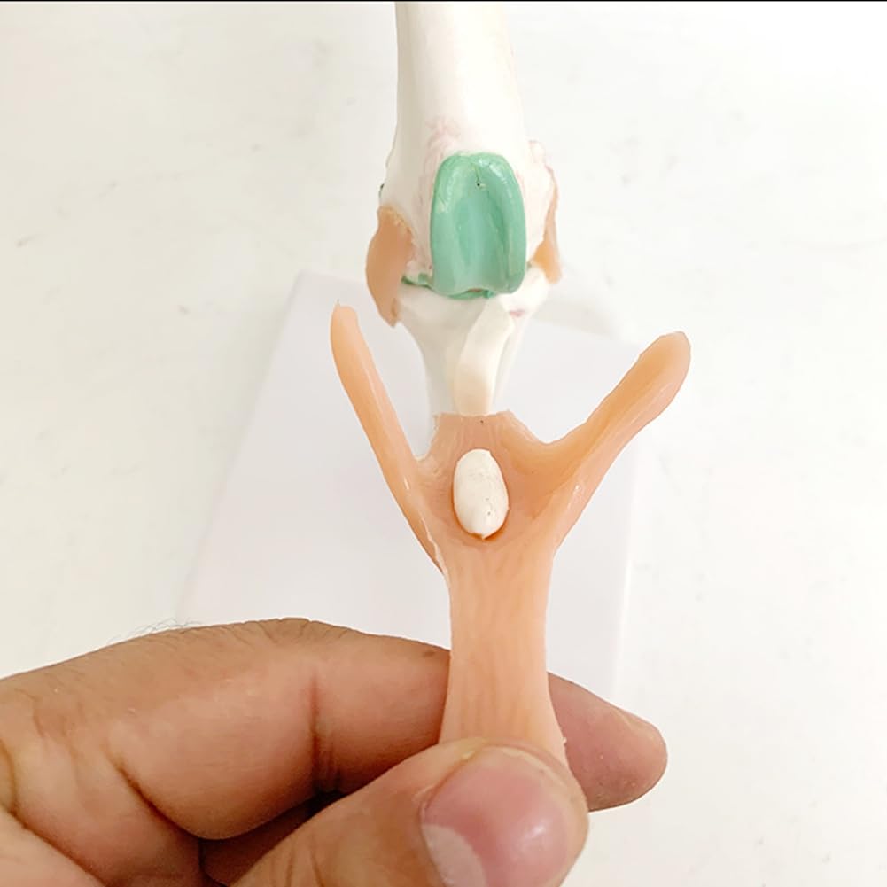Modell zum Lernen der Gelenke und des Skeletts des Hundes mit Knie- und Bandfunktionen für die Erziehung von Haustieren