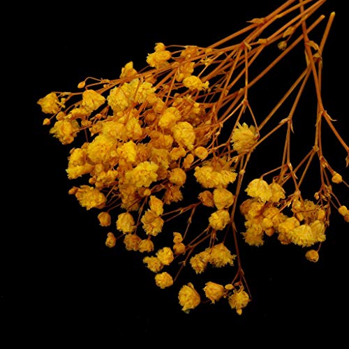 Flores secas prensadas naturales para manualidades - Amarillo miniatura 5