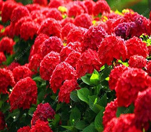 50 semillas de Hortensia de vainilla y fra: perfectas para maceta o