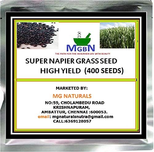 MGBN THE PATH FOR THE HEALTHIER LIFE WITH BEAUTY SUPER NAPIER GRASS SEED HIGH YIELD - 400 Seeds