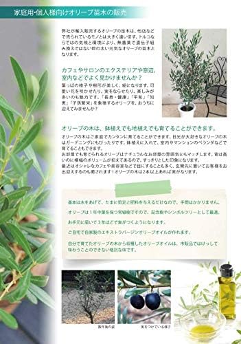 Amazon オリーブ苗木2本 観葉植物 オンライン通販