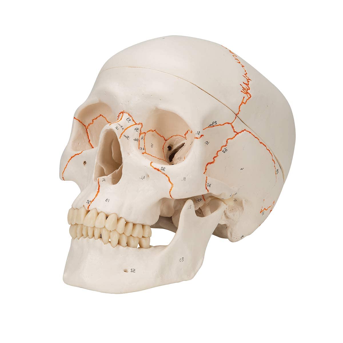 King Mariot Medical Equipments Life Size Numbered Human Skull Model with 3 piece Displays 55 Parts and Product Manual Biology Anatomy Model Education For Laboratory Education