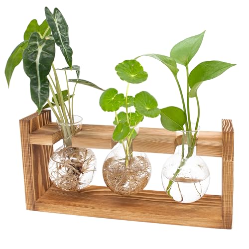Poliumb SP-R Plant Terrarium Wooden Stand,Planter Propagation Station Glass Flower Vase cover