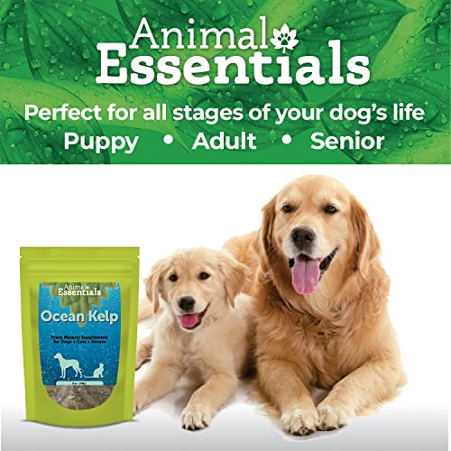 Animal Essentials Ocean Kelp Supplement Trace Minerals For Dogs And Cats, 8 Oz - Usda Certified Organic From Cold, Clean Icelandic Waters #TOP6