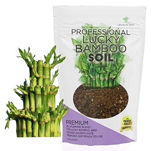 List of Top Ten Best Fertilizer For Bamboo In Pots Top Picks 2023 Reviews