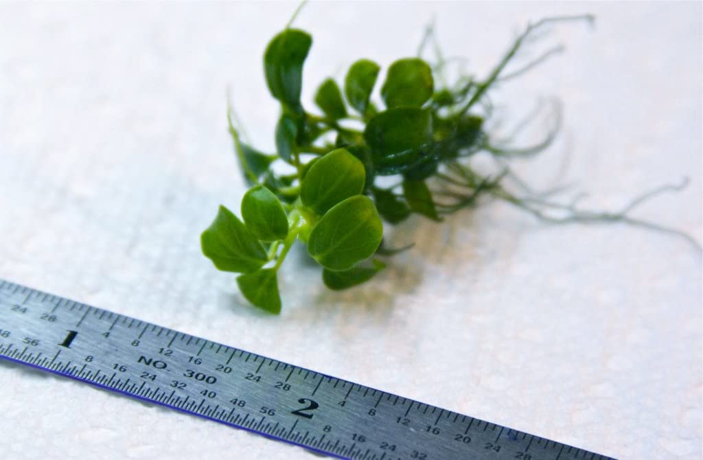 Anubias Nana Micro - Plantas Naturales para acuarios