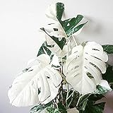 TOYHEART Graines De Fleurs De Qualité Supérieure Graines De Monstera, Fournitures De Jardin Décoratives Bien Adaptées Graines De Monstera Ceriman à Croissance Rapide Pour Le Bureau 50 Pièces La graine
