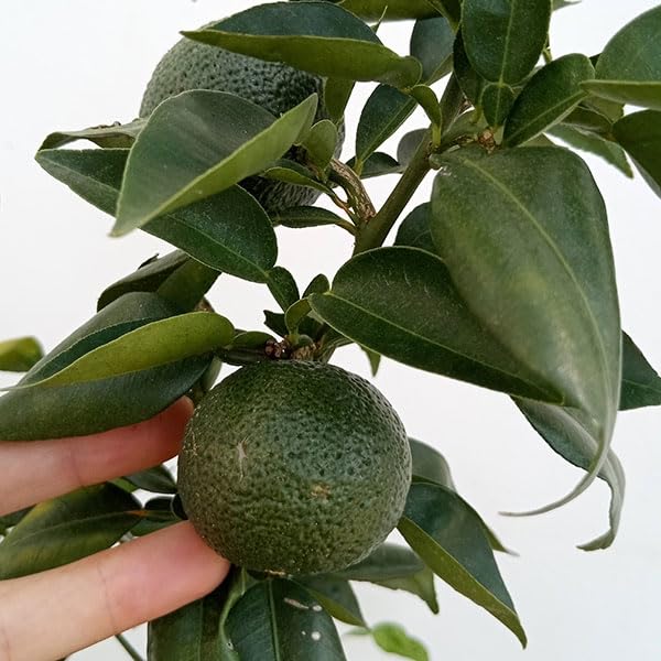 Amazon.co.jp: ユズ（柚子）：ホンユズ（本柚子）8号鉢植え[香り高い本 