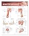 Joints of the Upper Extremities Anatomical Chart