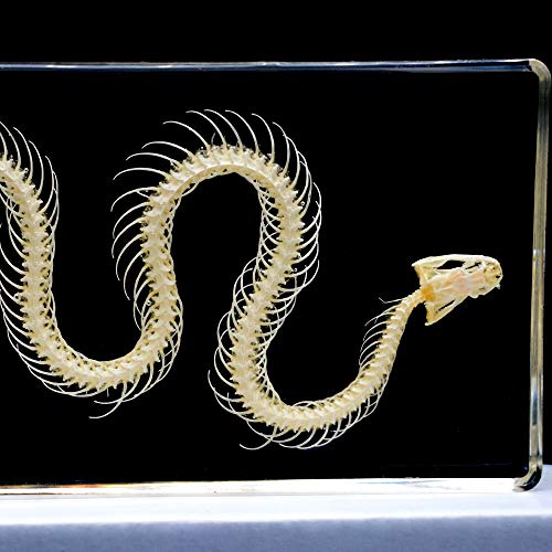 Esqueleto de serpiente transparente de gran nitidez para pisapapeles 5
