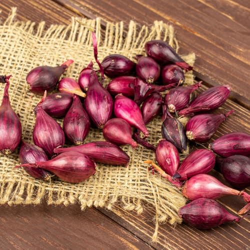 Semillas de cebolla para jardín, hidropónicas exóticas bulbos cebolla invierno, interior en resistentes 150pcs