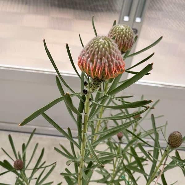 Amazon｜オージープランツ 観葉植物 鉢花：リューコスペルマム