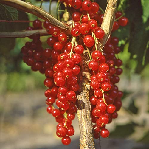 Rote Johannisbeere 'Rovada' - Hochstamm