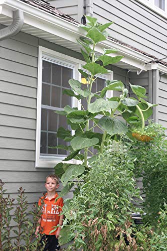 Sow-Right-Seeds-Mammoth-Sunflower-Seeds-to-Plant-and-Grow-Giant-Sun-Flowers-in-Your-Garden-Non-GMO-Heirloom-Seeds-Full-Instructions-for-Planting-Wonderful-Gardening-Gifts-1 Sow-Right-Seeds-Mammoth-Sunflower-Seeds-to-Plant-and-Grow-Giant-Sun-Flowers-in-Your-Garden-Non-GMO-Heirloom-Seeds-Full-Instructions-for-Planting-Wonderful-Gardening-Gifts-1
