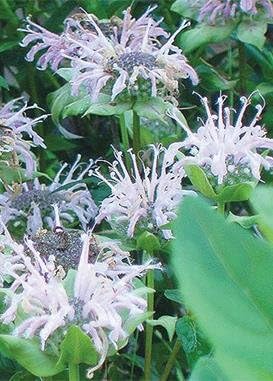 Wild Bergamot (Monarda fistulosa), Seed Packet, True Native Seed