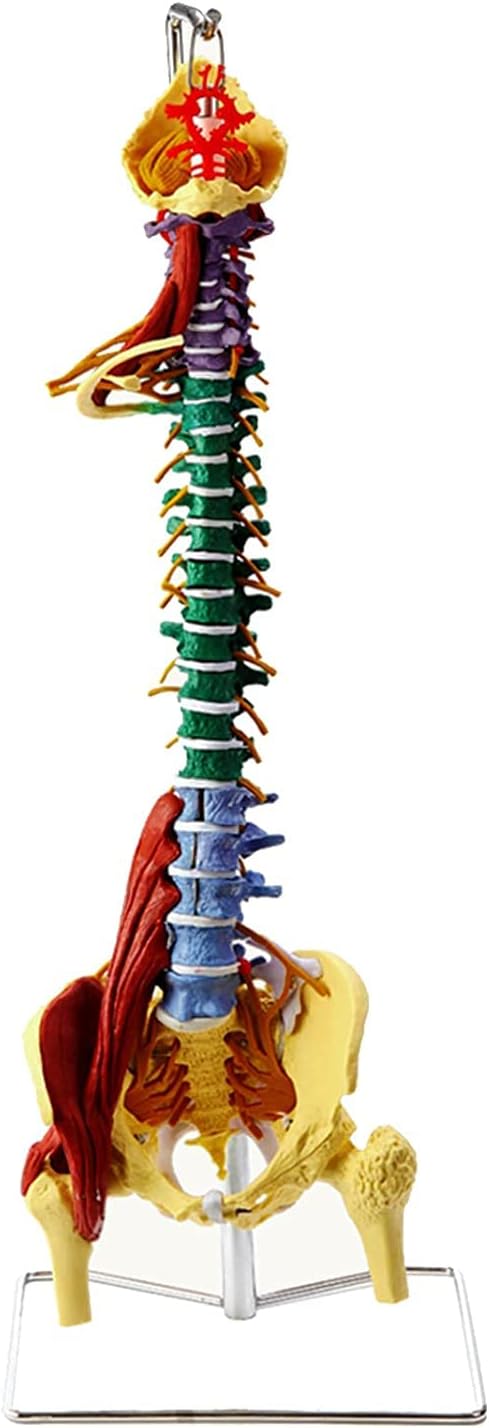 85CM Advanced Human Spine Model Realistic Spine And Pelvis Model Multifunctional Muscle Lumbar Neuroskeletal Education Lumbar Pelvic Model Femur Movable Anatomically Flexible