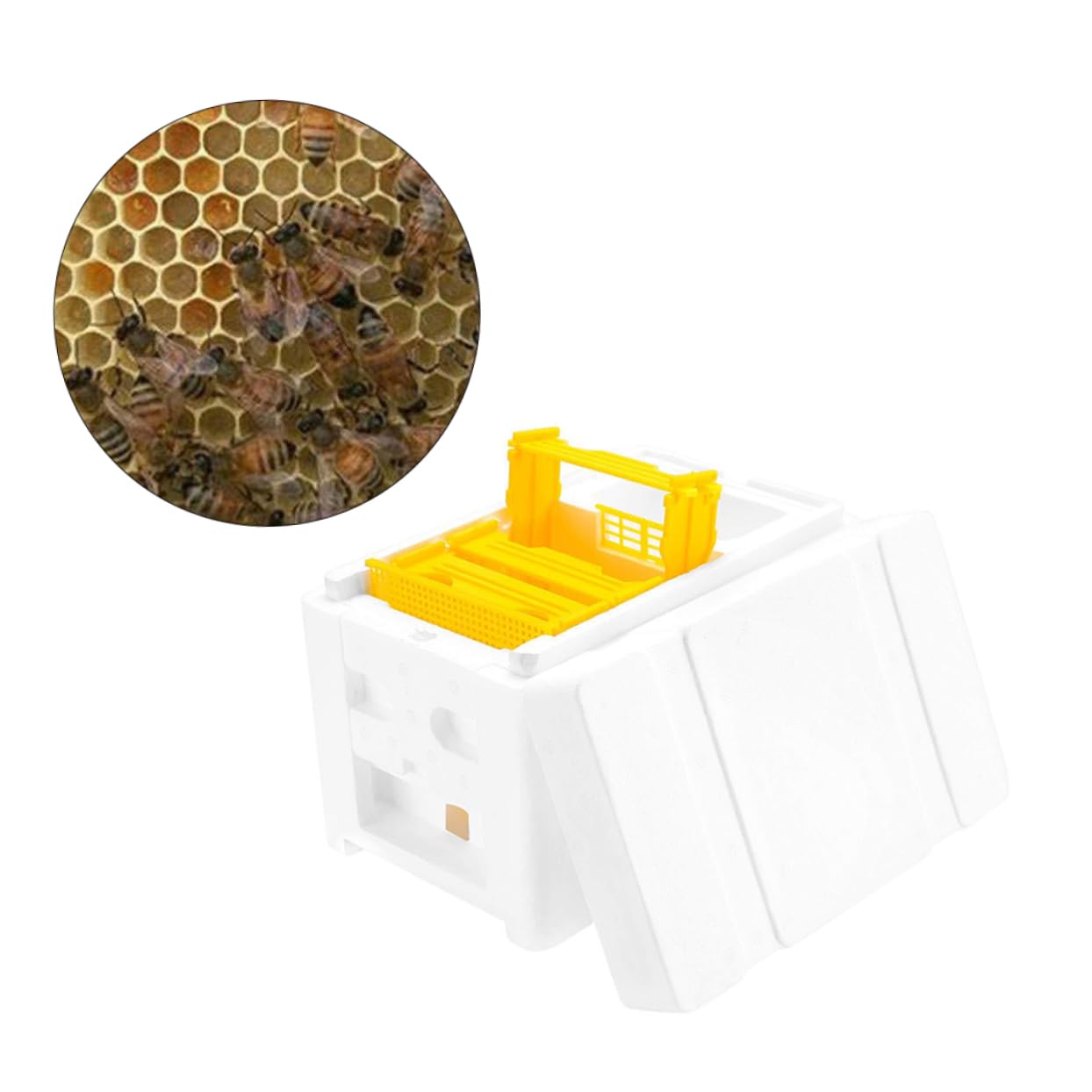 Hemobllo Bee Mating Box Per Apicoltura Strumento Pratico Per Allevamento Accessorio Per Beekeeping Flessibile e Facile Da Usare