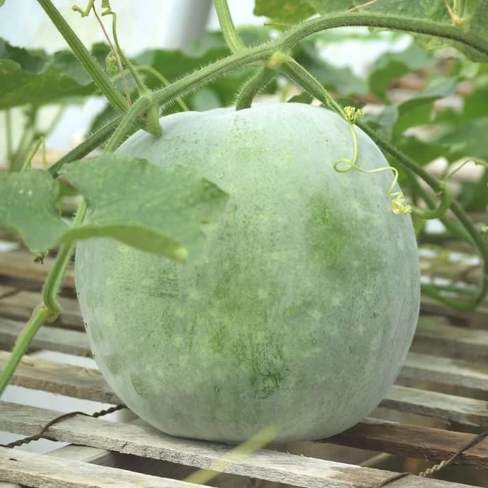 Zeniso® Ash Gourd F-1 Hybrid Seeds (Petha), Indian Vegetable Seeds, High Germination Seeds For Home & Garden (B0CZR1QGKH) Amazon Price History, Amazon Price Tracker