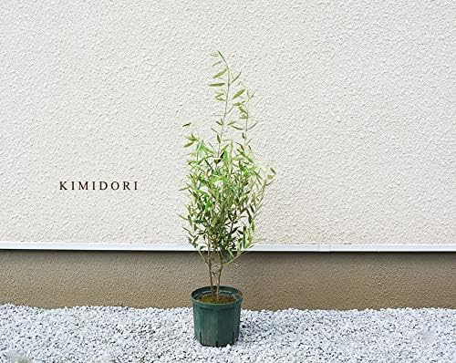 Amazon Co Jp Olive Hinakaze Approx 35 4 Inches 90 Cm Home Kitchen Amazon Co Jp Olive Hinakaze Approx 35 4 Inches 90 Cm Home Kitchen