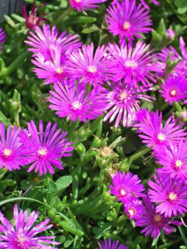 Perennial Farm Delosperma Cooperi – Live Groundcover Ice Plant in #1 Container, Bright Magenta-Purple Blooms, Drought Tolerant, Heat Loving, Ideal for Rock Gardens, Slopes & Sunny Borders
