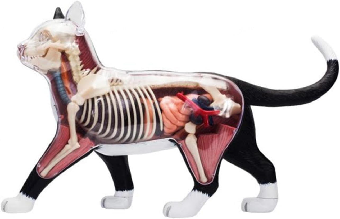 Cat Anatomy Model, Cat Skeleton Anatomical Model Kit, 28 Detachable Organs and Body Parts, Simulation Animal Biological Organs Medicals Teaching for Animal Veterinary Training.