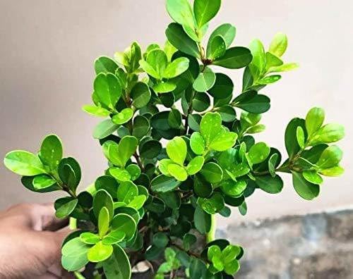 Ficus Benjamina Bonsai Live Green Ficus Microcarpa Dwarf Indoor Air Purifying Table Plant Pack Of 1-image-14